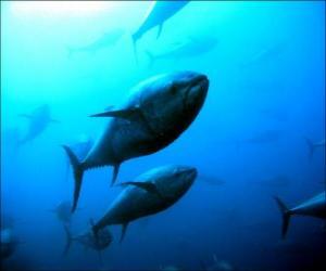 пазл Северная голубого тунца